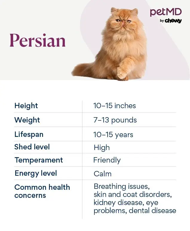 When is the appropriate age to stop breeding a Persian cat?