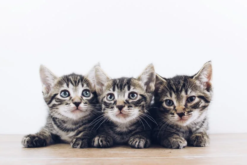 Can Persian Cats Have Multiple Kittens in a Litter?