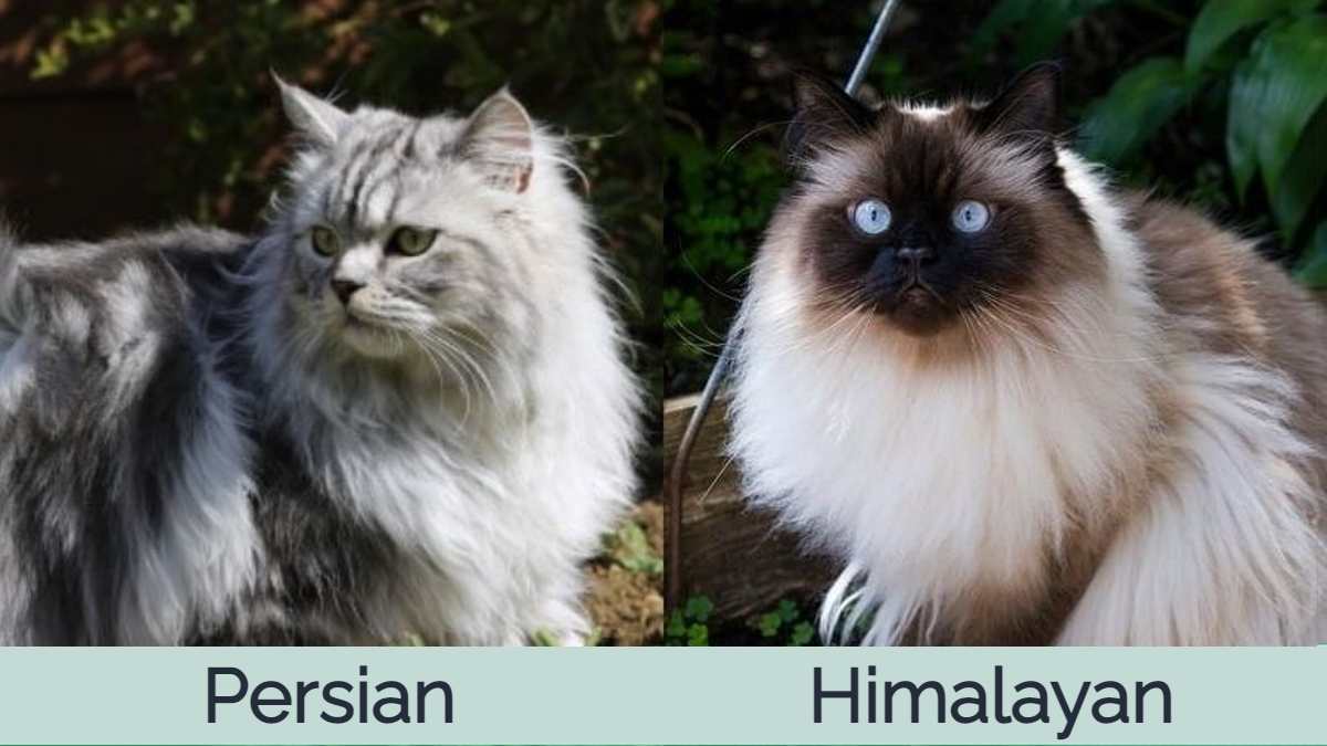 Understanding the Distinctions between Himalayan and Persian Cats