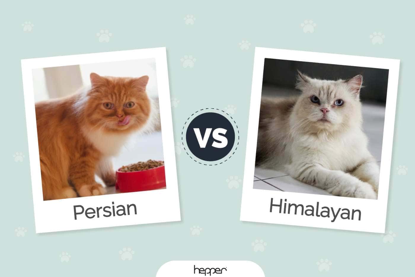 Understanding the Distinctions between Himalayan and Persian Cats