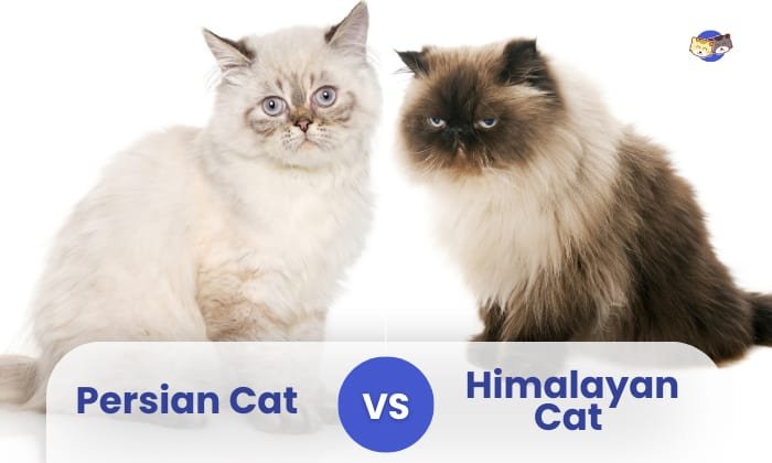 Understanding the Distinctions between Himalayan and Persian Cats