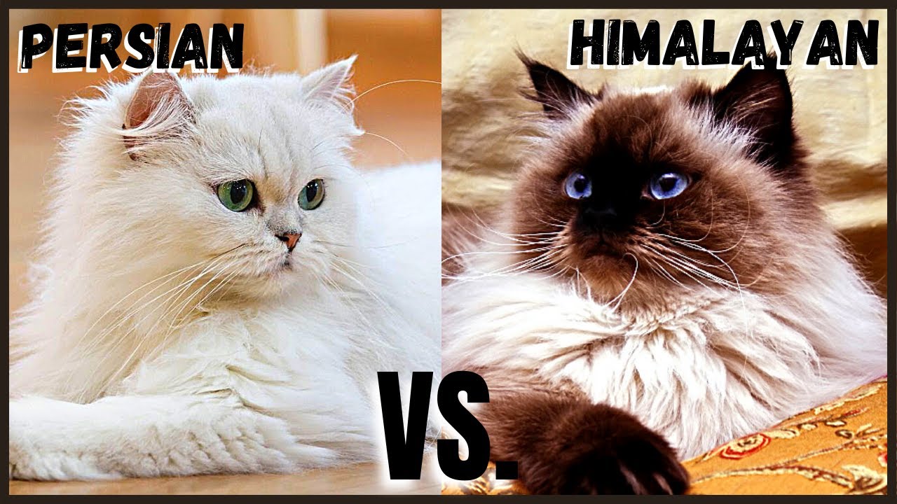 Understanding the Distinctions between Himalayan and Persian Cats