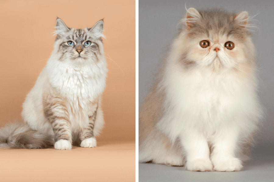 Understanding the Distinctions between Himalayan and Persian Cats